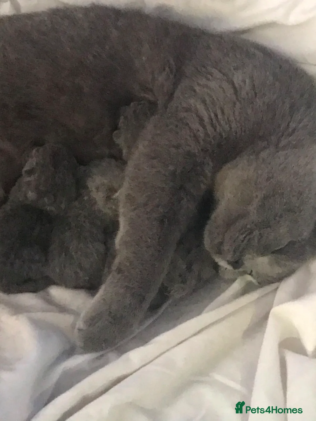 British Shorthair cats for sale: British short hair GCCF registered kittens in Saint Helens - Advert 2