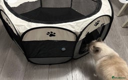 Ragdoll cats for sale: Mr oreo  - Advert 10