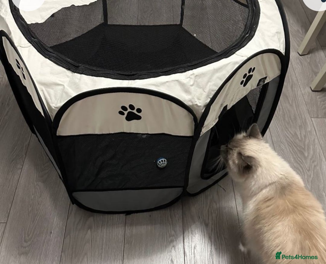 Ragdoll cats for sale: Mr oreo  - Advert 10