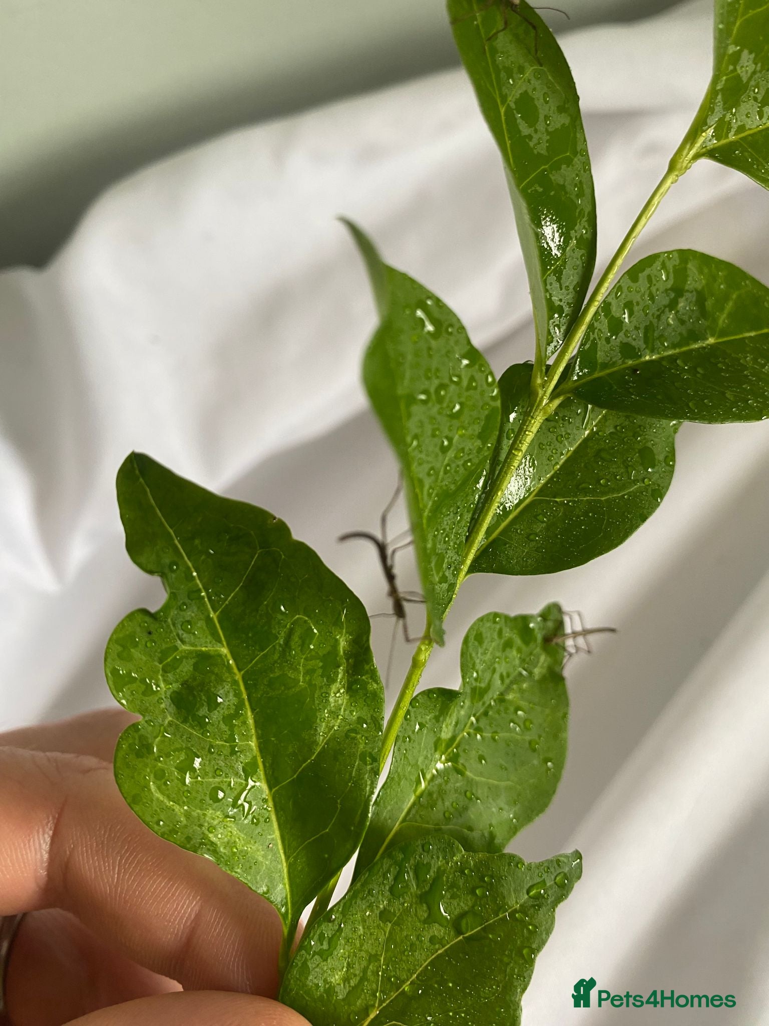 Stick Insects invertebrates Price per Baby Indian Stick Insect - Advert 5