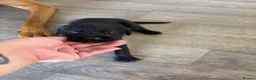 Labrador Retriever dogs for sale: 2 Labrador puppies. 1 black and 1 red girl  in Chesterfield - Advert 4
