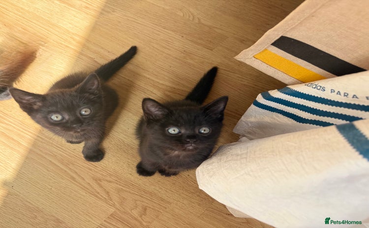 British Shorthair cats - Advert 10