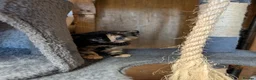Mixed Breed cats for sale: 😺8 Stunning Tortoiseshell Kittens Finding Homes❤️ - Advert 3