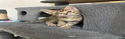 Mixed Breed cats for sale: 3 Beautiful Kittens for New Homes - Advert 8