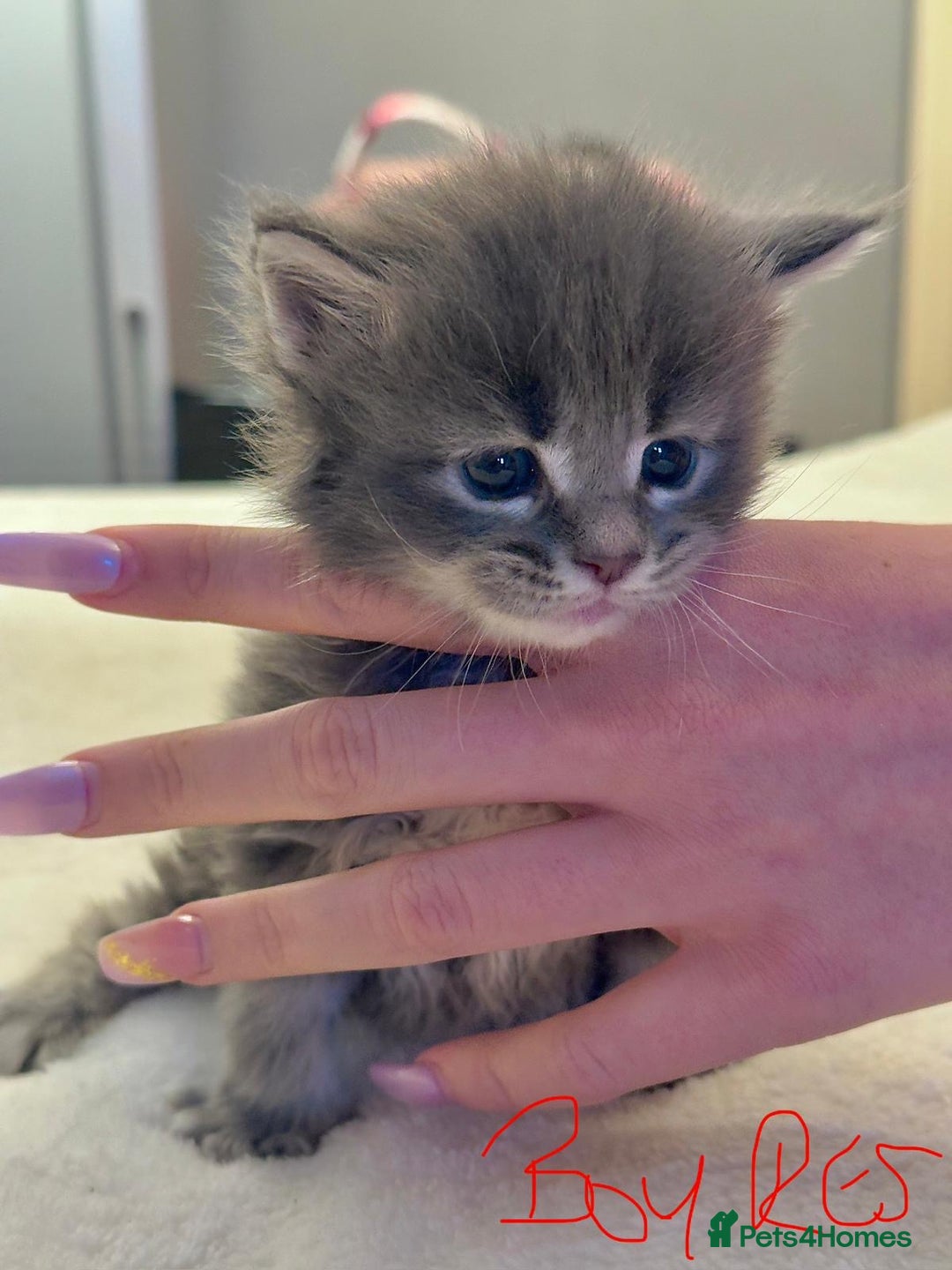 Maine Coon cats for sale: Full breed gorgeous Mainecoon kittens ready Jan 31 - Advert 14