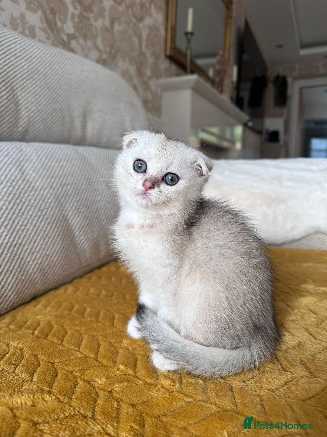 British Shorthair cats for sale: British shorthair silver chinchilla  - Image 13