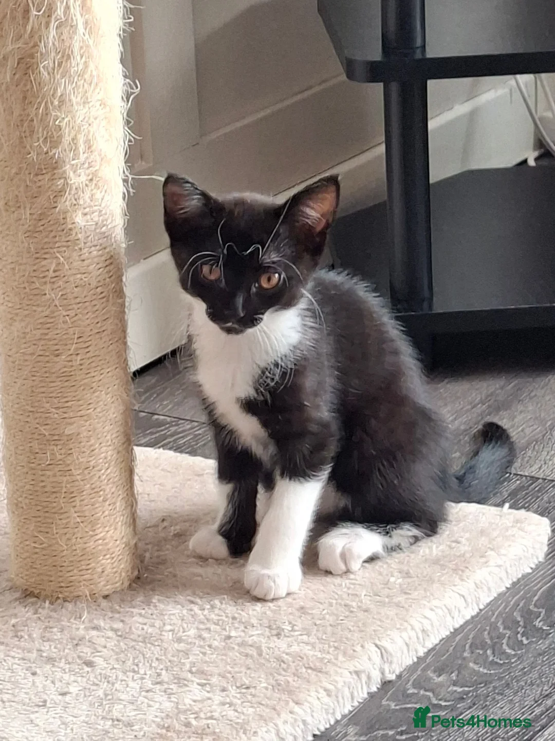 Mixed Breed cats for sale: 1 male 1 female kitten in Runcorn - Advert 4