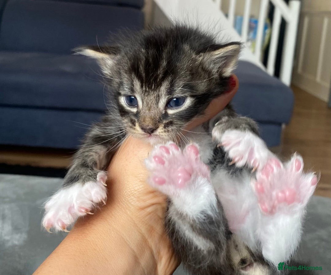 Maine Coon cats for sale: Beautiful Maine coon kittens for sale - Image 9