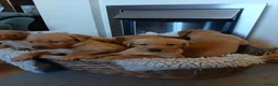 Labrador Retriever dogs for sale: Fox red labrador puppies  - Advert 6