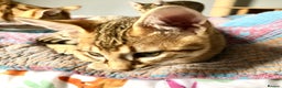 Savannah cats for sale: Beautiful full pedigree savannah kittens  - Advert 14