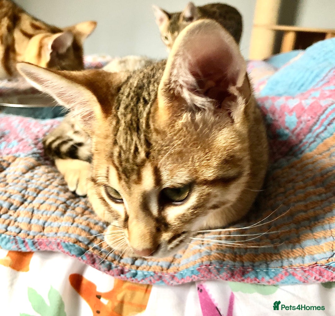 Savannah cats for sale: Beautiful full pedigree savannah kittens  - Advert 14