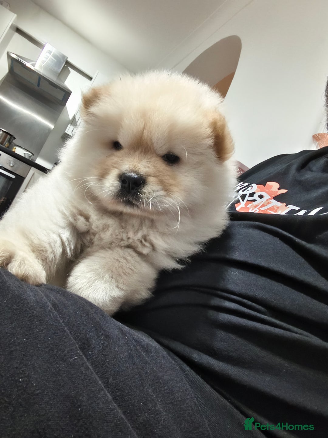 Chow Chow dogs for sale: Chow chow - Image 8