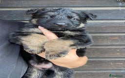 German Shepherd dogs for sale: 🐾 Beautiful  FEMALE –KC reg GERMAN SHEPHERDS 🐾 - Image 19