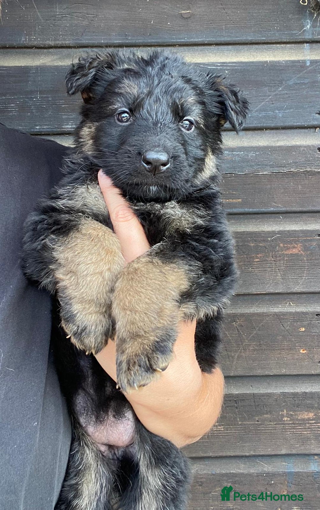 German Shepherd dogs for sale: 🐾 Beautiful  FEMALE –KC reg GERMAN SHEPHERDS 🐾 - Image 19