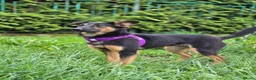 Mixed Breed dogs for adoption: ❤️🐶 GINA – GENTLE PEOPLE, PLAYFUL DOGS in Burton-on-Trent - Advert 17