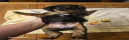 Yorkshire Terrier dogs for sale: My Luna have 4 puppies on 16 may   in Boston - Advert 9