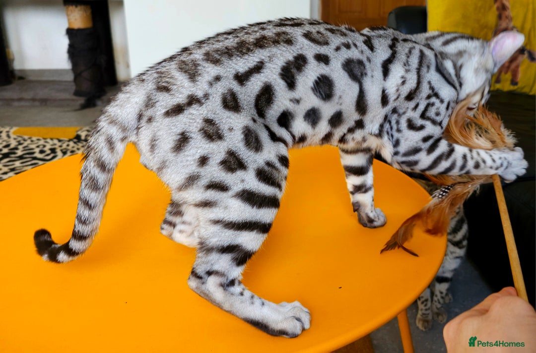 Bengal cats for sale: Exceptional Silver Rosetted Boy Available  - Advert 20