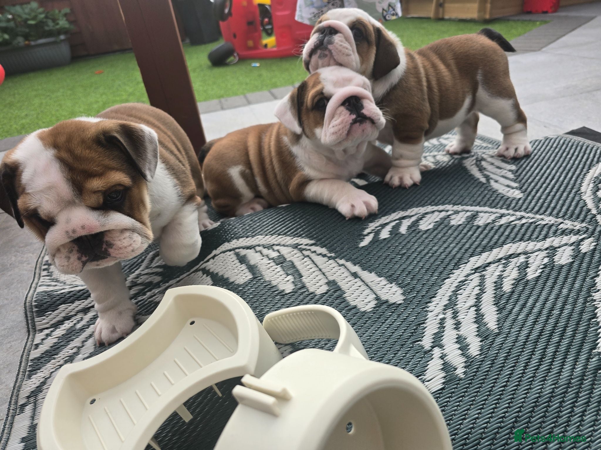 English Bulldog dogs 🐾 Beautiful KC Reg English Bulldog Puppies 🐶 - Advert 18