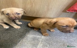 Mixed Breed dogs for sale: Puppies  - Image 10