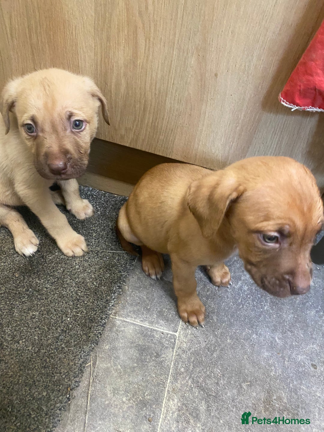 Mixed Breed dogs for sale: Puppies  - Image 10