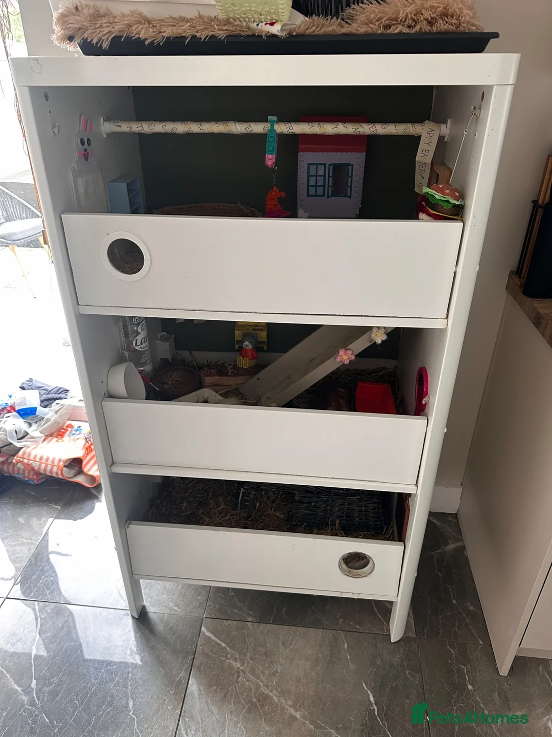 Guinea Pig rodents for sale: Two females - with full cage - Advert 9