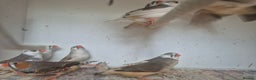Finches birds for sale: ZEBRA FINCHES FOR SALE - Advert 14