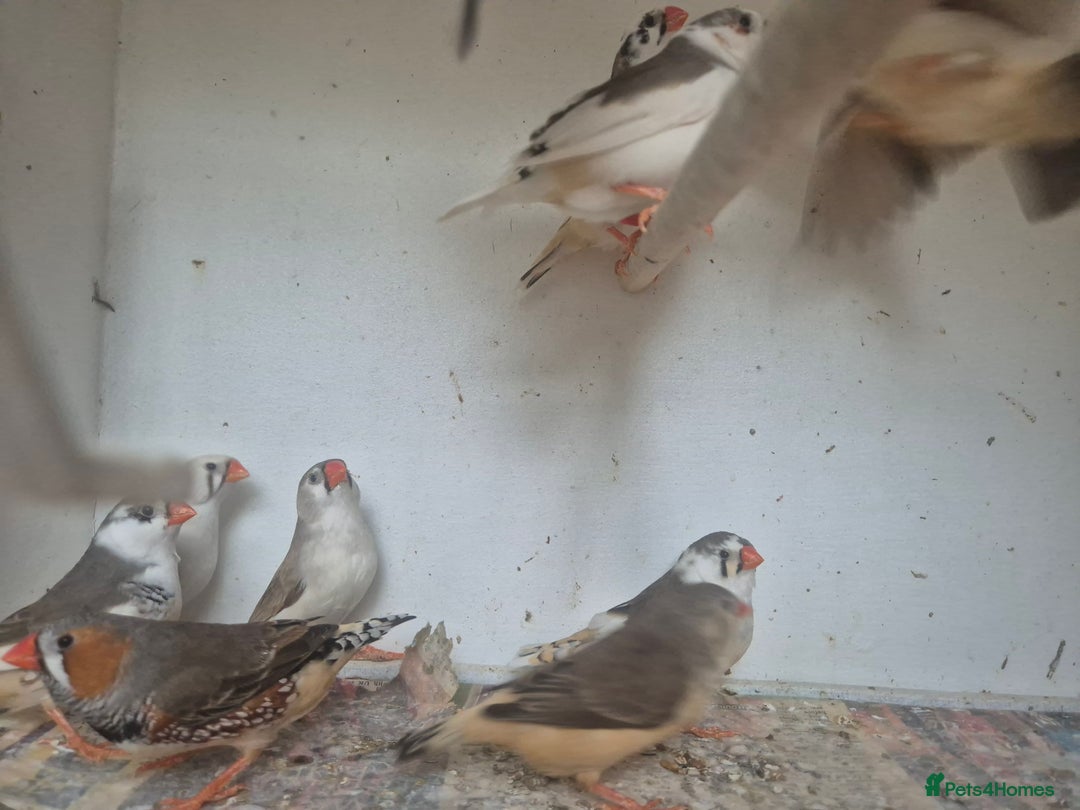 Finches birds for sale: ZEBRA FINCHES FOR SALE - Image 14