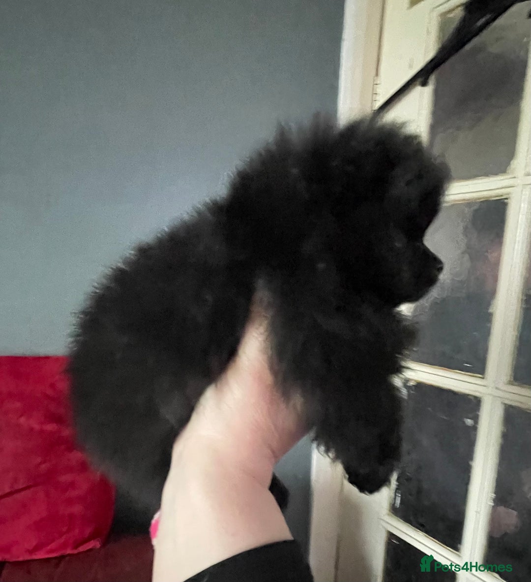 Pomeranian dogs for sale: Stunning KC reg Pomeranians  - Image 12