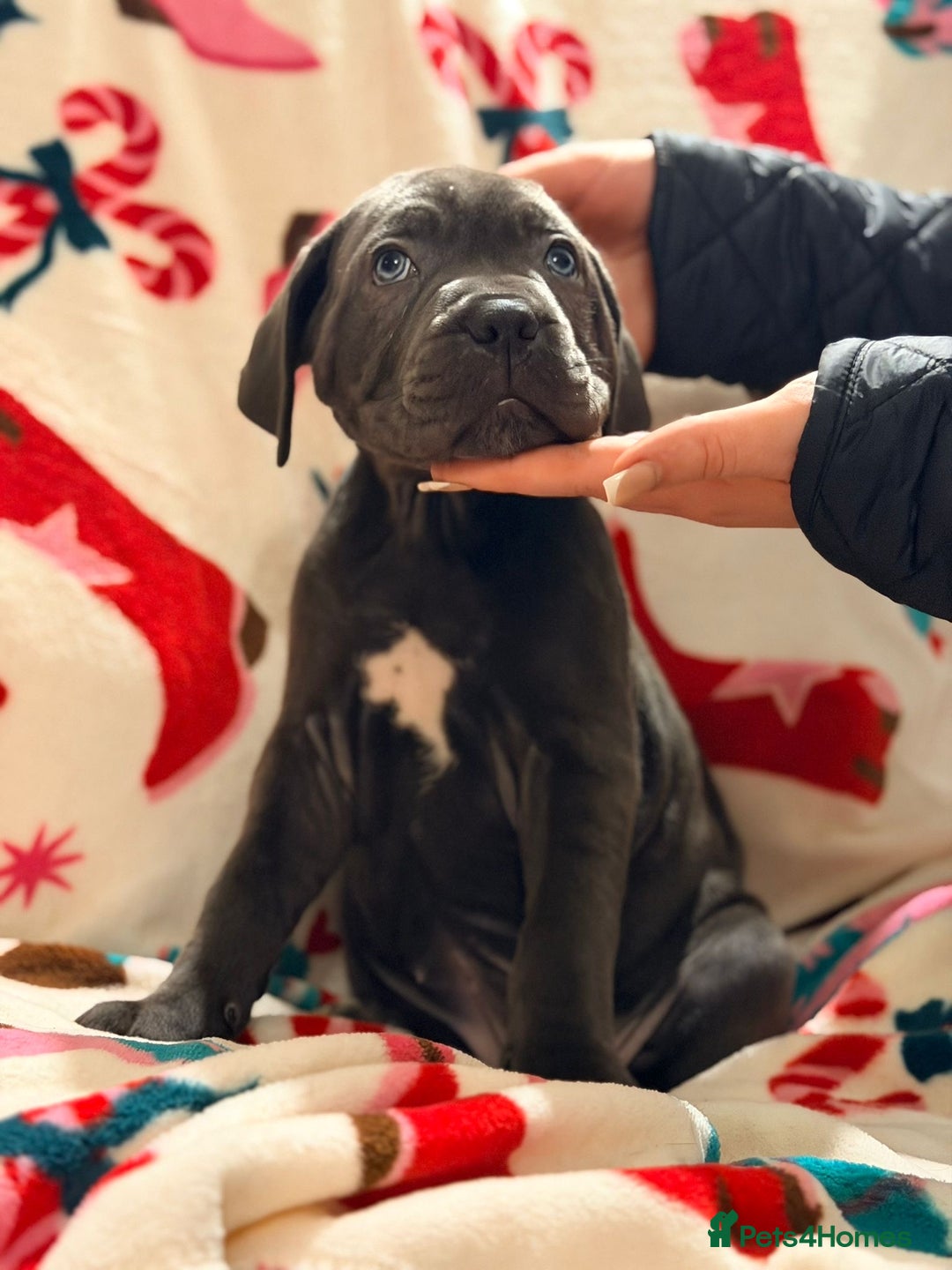Cane Corso dogs for sale: 🐾 Stunning Cane Corso Puppies Available NOW ! 🐾 - Advert 6