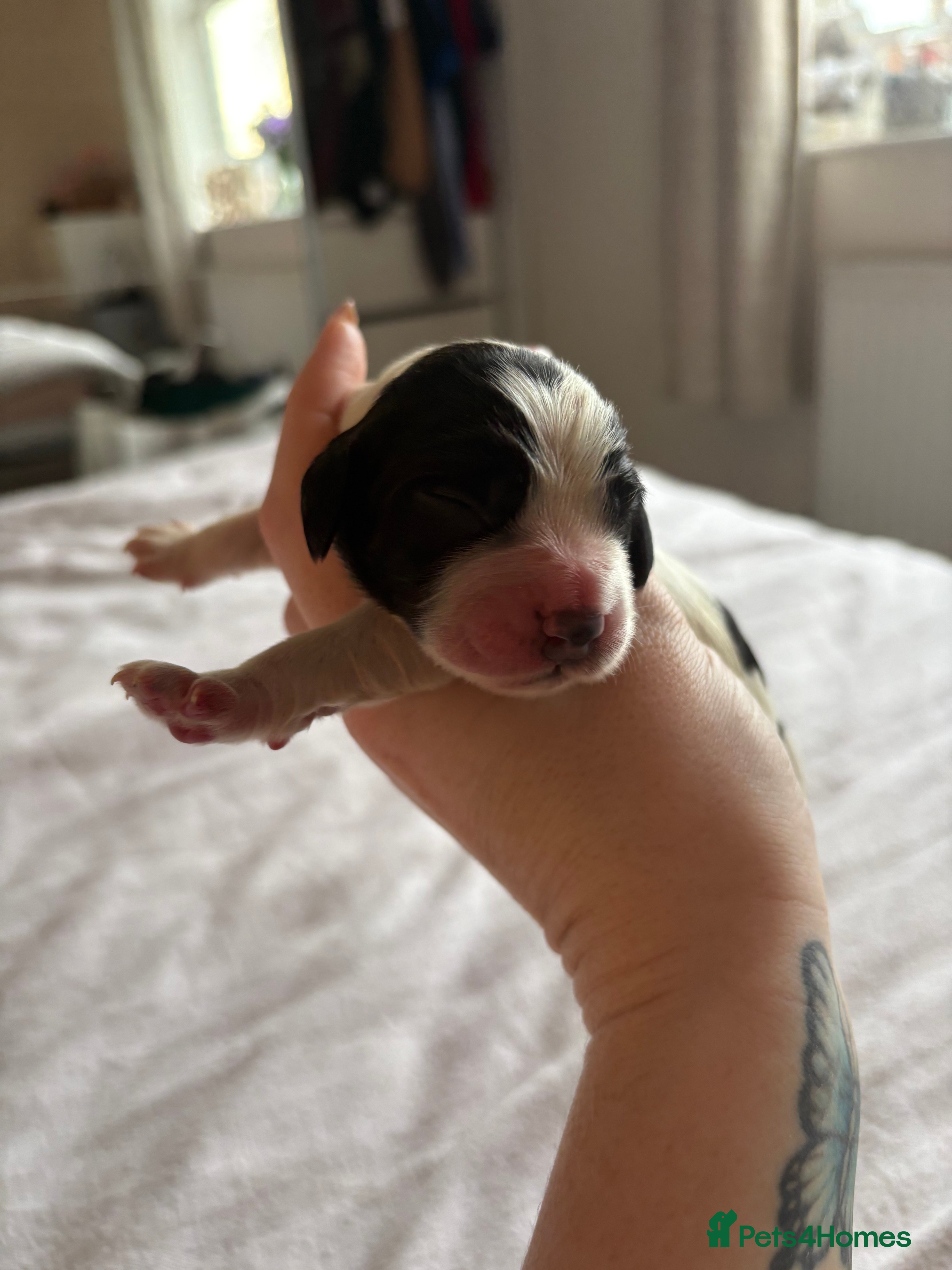 Cocker Spaniel dogs Last boy available  - Advert 18