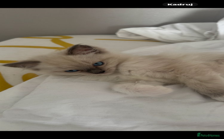 Ragdoll cats - Advert 3