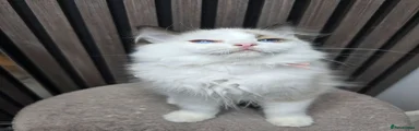 Ragdoll 4
