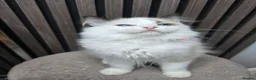 Ragdoll cats for sale: TICA Registered Pedigree Ragdoll Kittens  - Advert 8