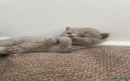 British Shorthair cats for sale: BRITISH SHOR HAIR BLUE - Image 1