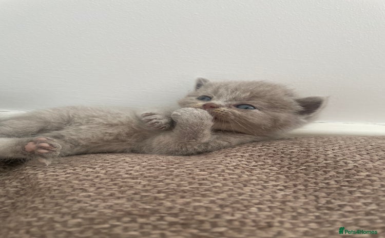 British Shorthair cats - Advert 8