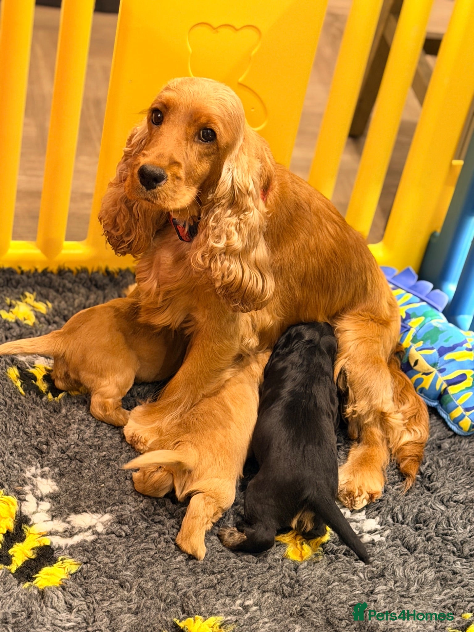 Cocker Spaniel dogs Quality Show Cocker Spaniels - Advert 2