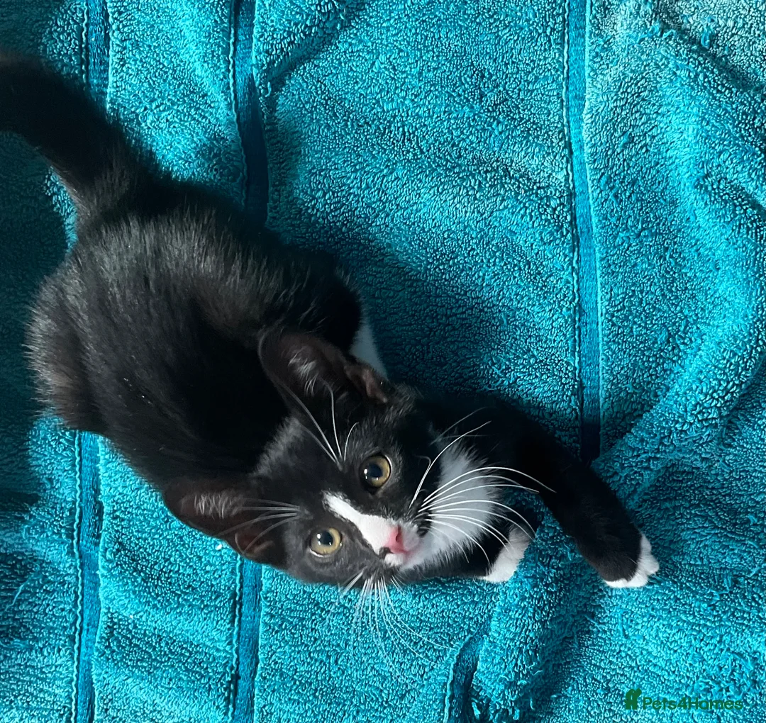 Mixed Breed cats for sale: Cute kittens for sale KT4 in Worcester Park - Advert 2