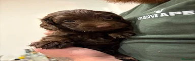 Cockapoo 5
