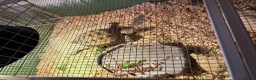 Tortoise reptiles for sale: Male Horsefield Tortoise  - Advert 1