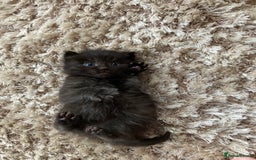 Mixed Breed cats for sale: British Long Hair X Kitten - Image 3