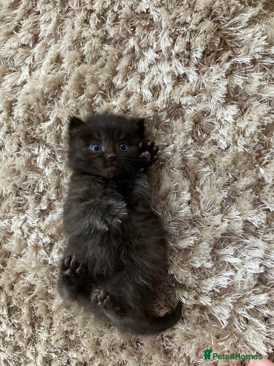 Mixed Breed cats for sale: British Long Hair X Kitten - Image 3