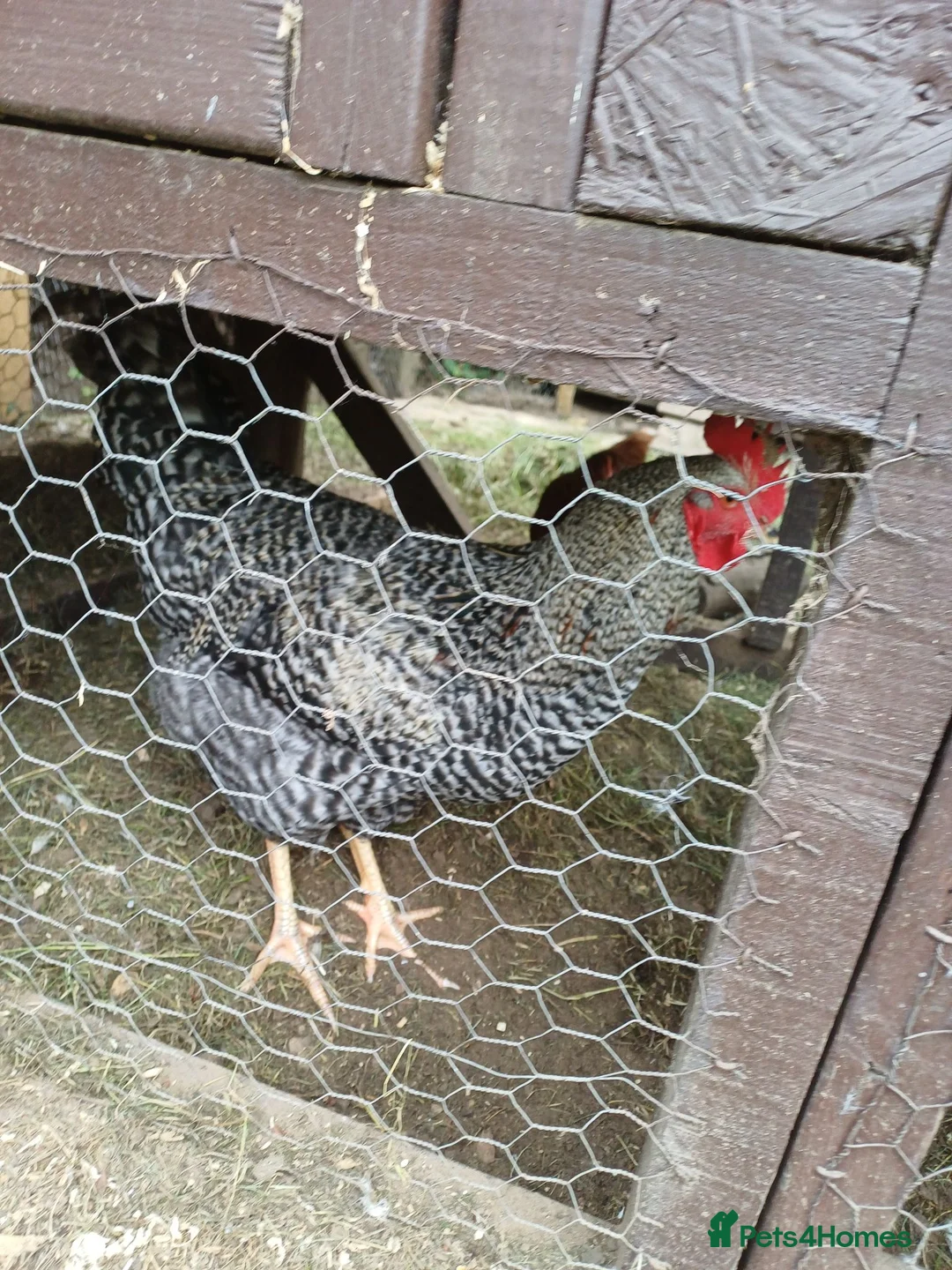 Chickens poultry for sale: Cockeril in Norwich - Advert 2