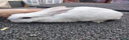 Mini Lop rabbits for sale: Mini lop babies - Advert 5