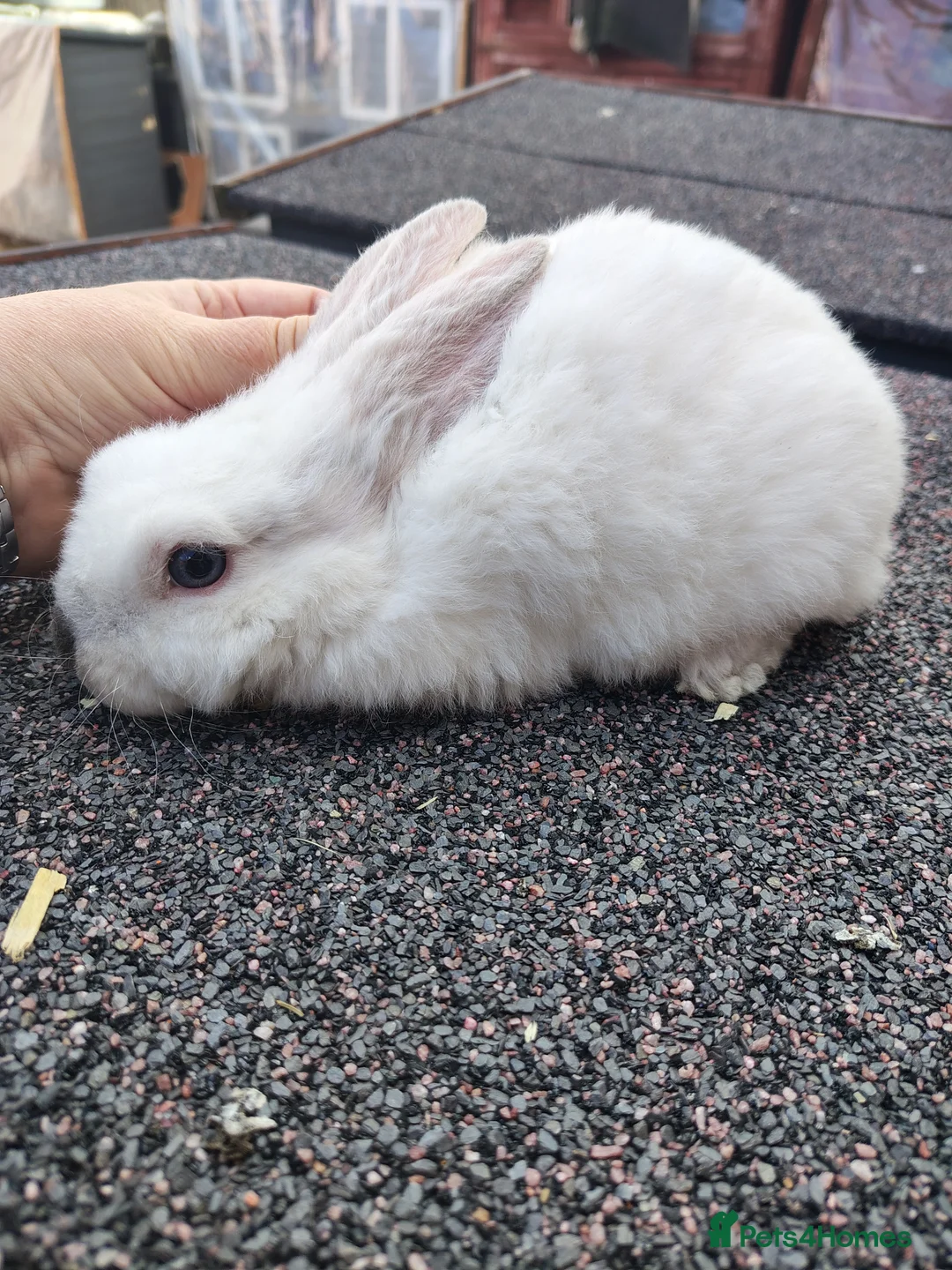 Mini Lop rabbits for sale: Mini lop babies - Advert 5