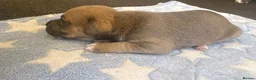 Staffordshire Bull Terrier dogs for sale: Staff puppies for sale  - Advert 34