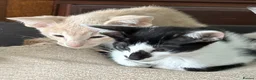 Oriental cats for sale: GCCF registered Oriental kittens  - Advert 6
