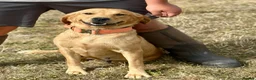 Labrador Retriever dogs for sale: RKC REG’D FOX RED, GOLDEN YELLOW CHUNKY LAB PUPS - Advert 9