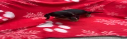 Miniature Dachshund dogs for sale: ****6 beautiful boys 💙💙*** - Advert 27