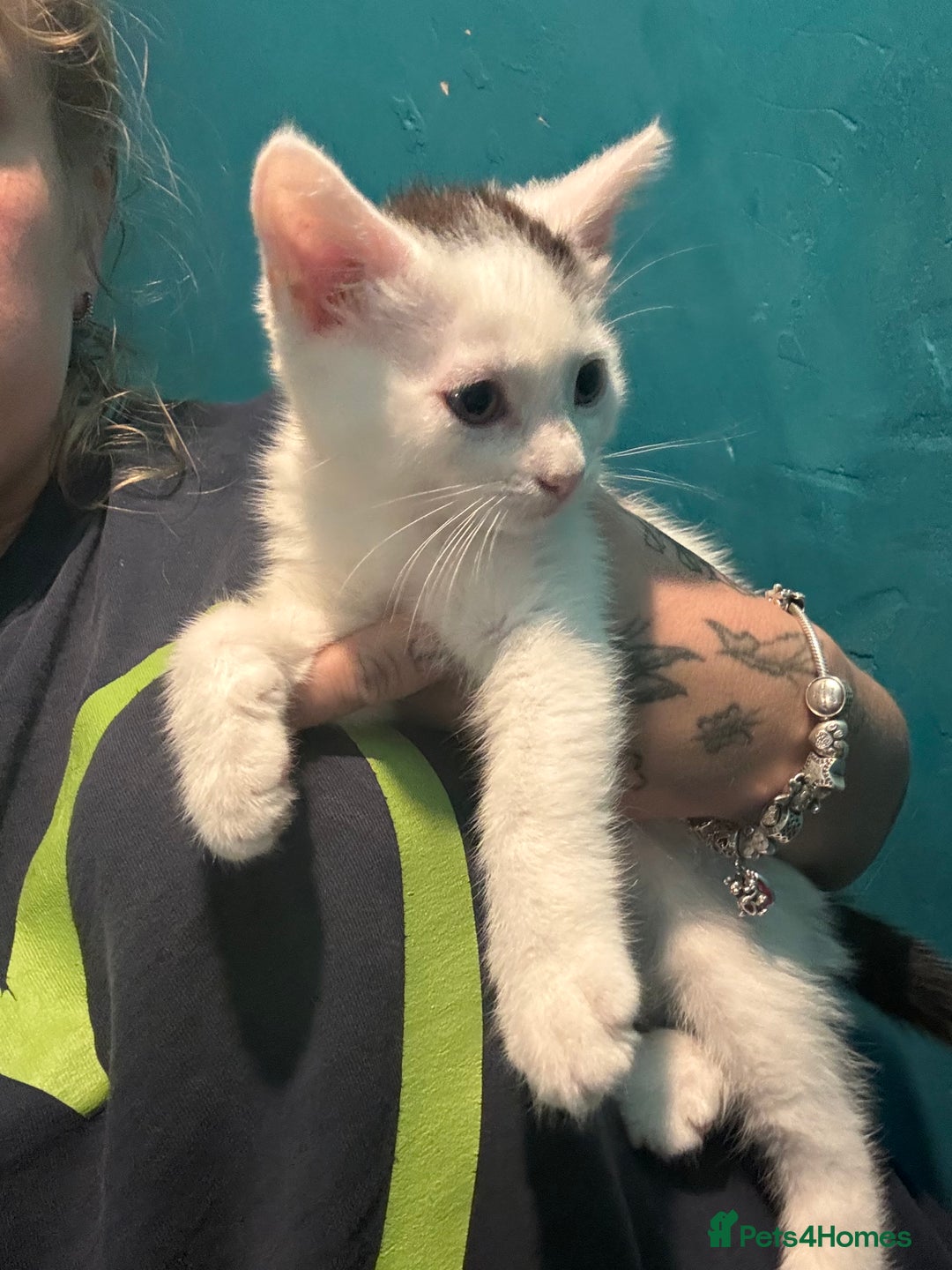 Mixed Breed cats for sale: Girl kitten  - Image 1