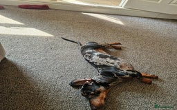 Dachshund dogs for sale: Adorable Dachshund - Image 4